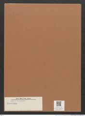 Navicula sp. (de-Toni-Nr.: Genus 1) Zeichnungen Sammlung Grunow Mappe 00712 (Herbarium_W_Grunow_drawings_Folder_00712)